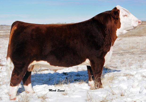 CRR ABOUT TIME 743 - Sire