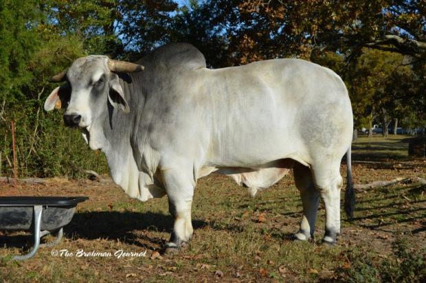 #MR. CC CAPITAL GAINS 77/7 - Choice Sire of Embryos