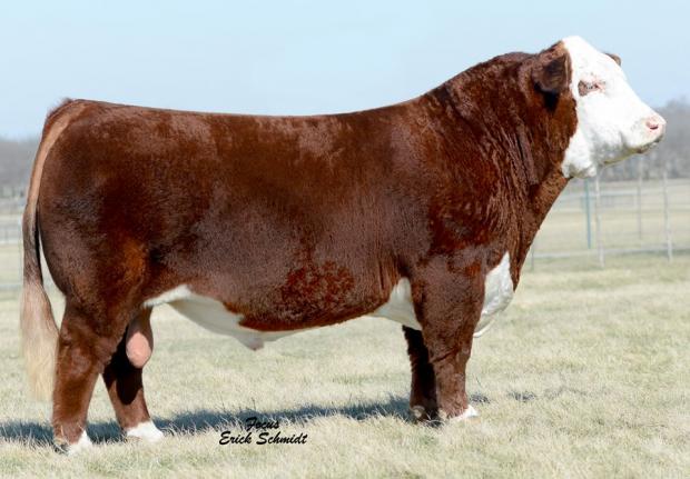 CHAC MASON 2214 - Sire of Embryos