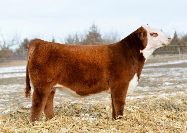 CHEZ AA NEXT LEVEL ET - Sire of Embryos