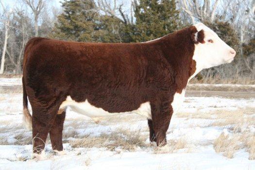 Sire - AH JDH Cracker jack 26U ET