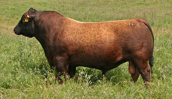 Red Haycow Cutting Edge 055 - Sire of Lot 1