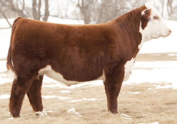 DKF RO CASH FLOW 0245 ET - Sire