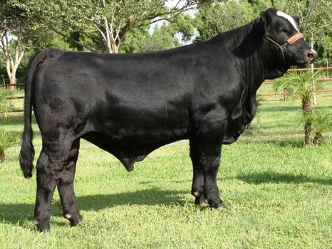 Sire: Dr. Feel Good