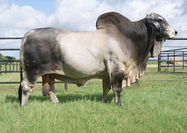 JDH MR MANSO 579/4 - Sire