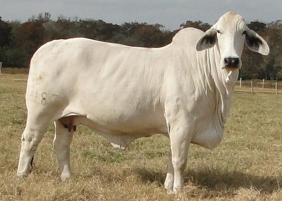 Dam -  JDH Lady Manso 187 