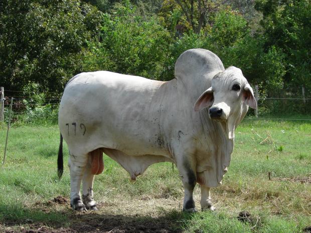 SIRE:  JDH MR MANSO 779/4