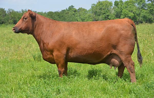 Red Towaw Darline 15R (SVR Tally) - Dam of Lot 2