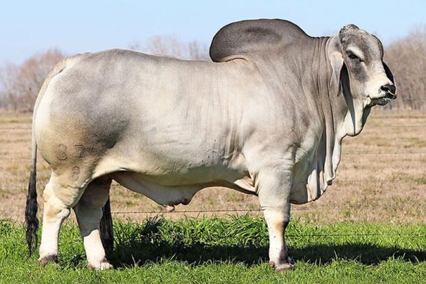 Sire: BRC Dutton 376/8