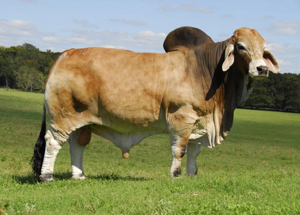 Sire:JDH Mr Elmo Manso 309/4