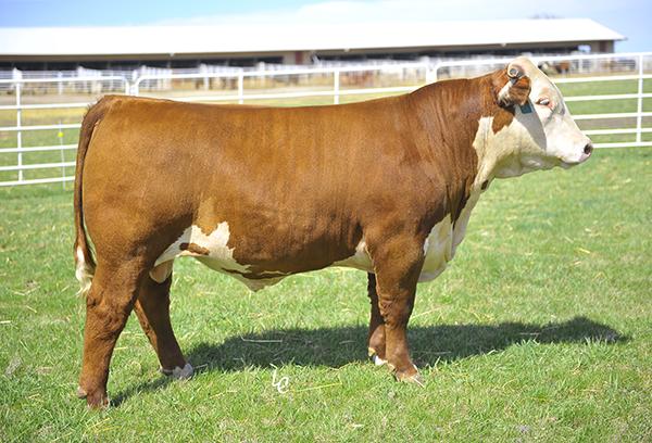 H L1 DOMINO 3053 ET - Sire of Embryos