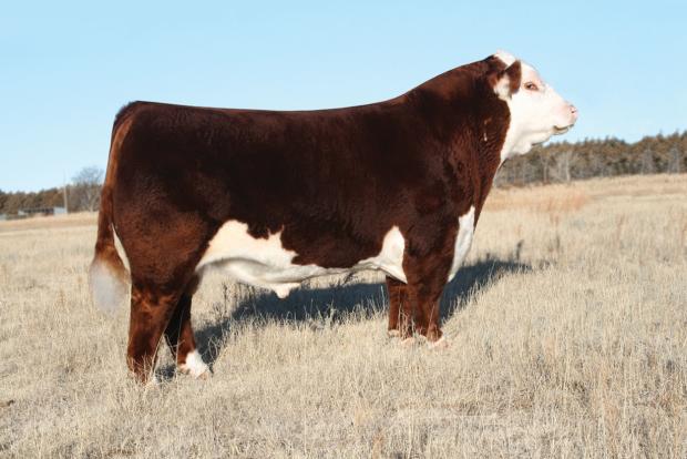 H WCC/WB 668 WYARNO 9500 ET - Sire