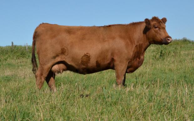 Red Ter-Ron Maggie 770T - Maternal Grand Dam of Lot 1