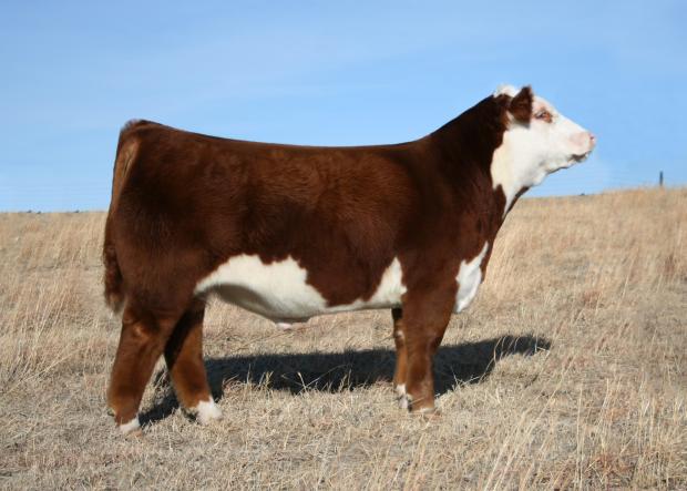 H/TSR/Chez/Full Throttle  - Sire