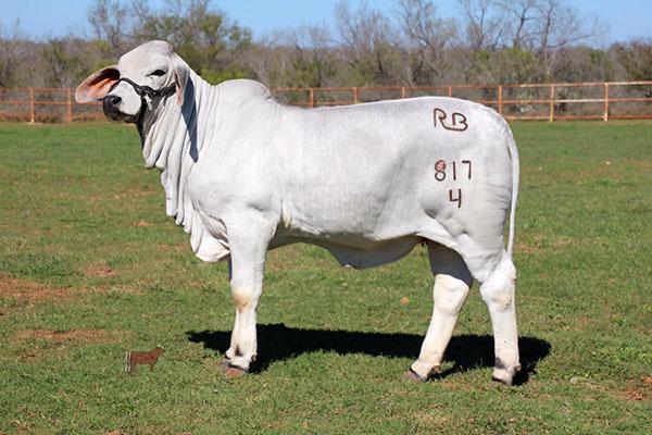 Example of top JDH Humberto progeny at RB Ranch! 