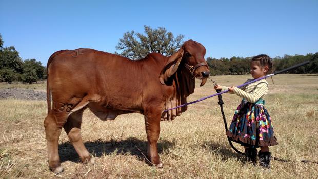 Lot 6 - Lady L Reina Rojo 138