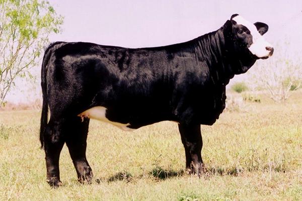 RGV BEYONCES'S DESTINY Paternal sister to lot 3 by TKO