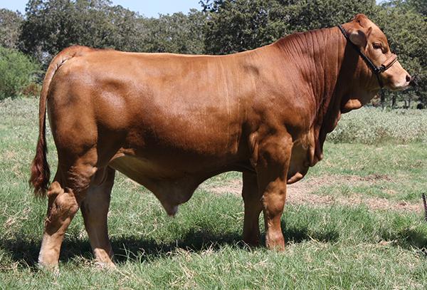 J7N Top Shelf - Sire