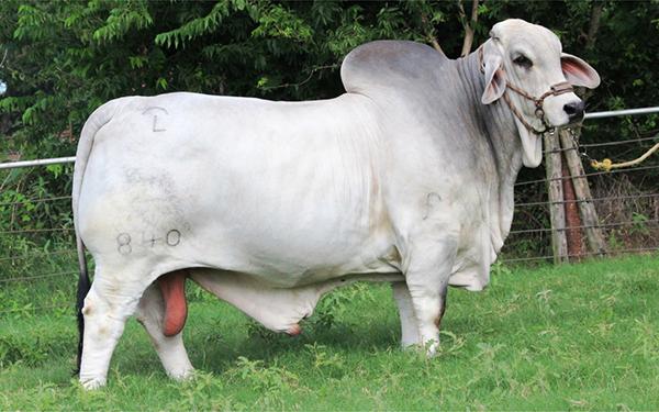 JDH MR MANSO 840 - Sire