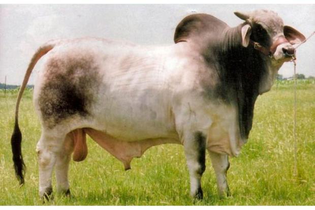 Sire: (+)JDH Karu Manso 800