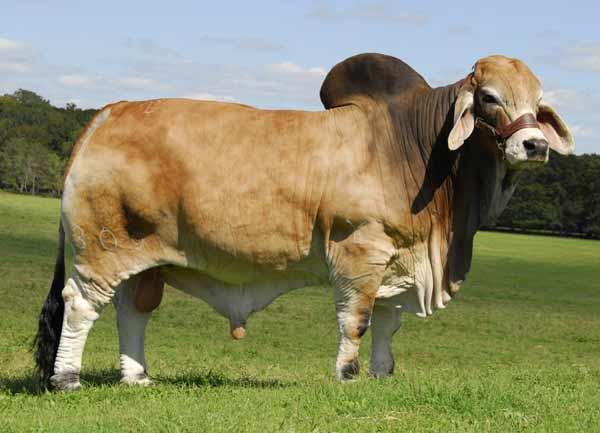 Sire:  JDH Mr Elmo Manso 309/4