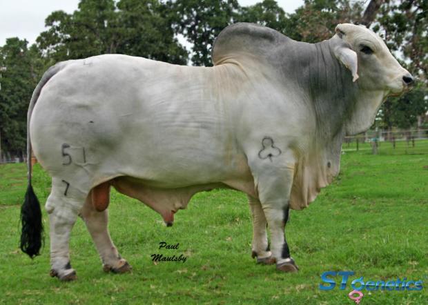 Sire: +JDH Sir Shank Manso 51/7