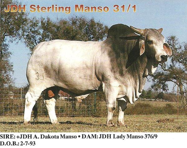 JDH STERLING MANSO - Sire