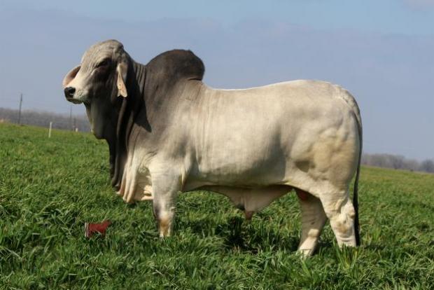 JDH Vladamir Manso 872/4 - Sire