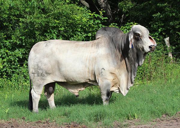 JDH MR MANSO 416 - Sire