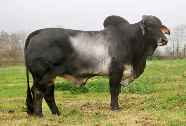 Sire - JDH MR MANSO 991/4