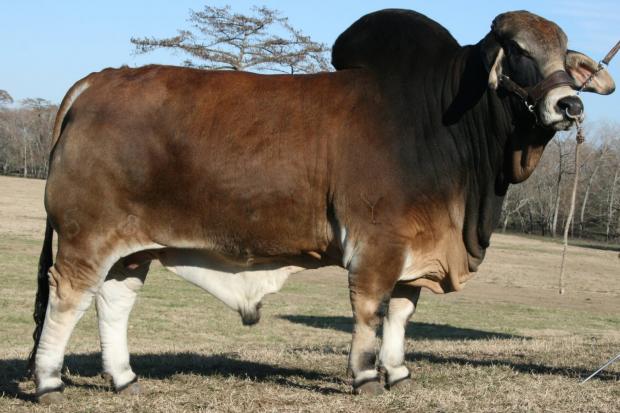 .+JDH Astro Manso 518/4 - Sire