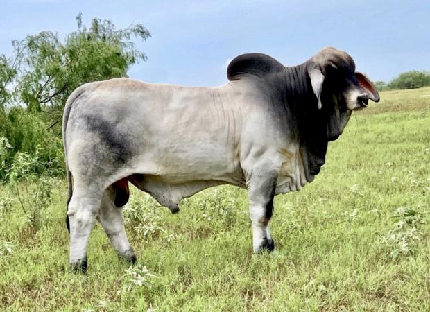 Sire – LMC LF Polled Folse 187/8 (P)