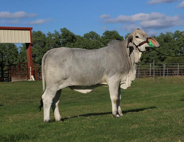 LMC Polled Queen, maternal sibling to offering! 