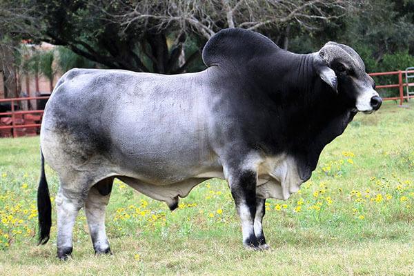 Maternal Grand Sire – LMC Polled Madison