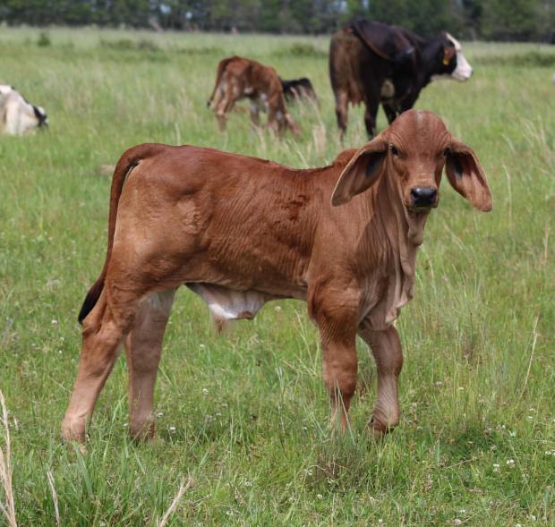 > A leading bull prospect out of the “Gossip Girl” cow and maternal brother to the embryos offered. See him at Houston in 2017! 