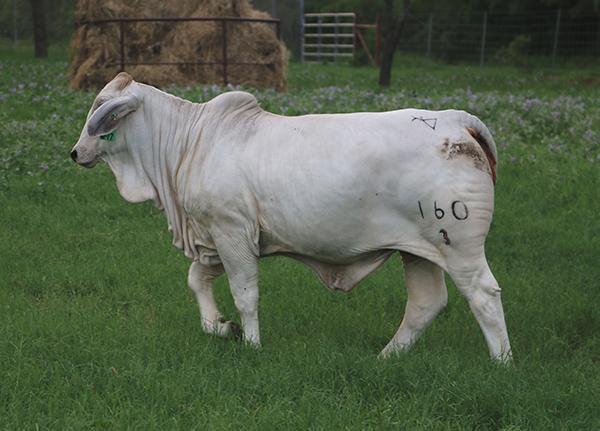 LMC LF Polled Reina is a paternal sister to Lot 3.