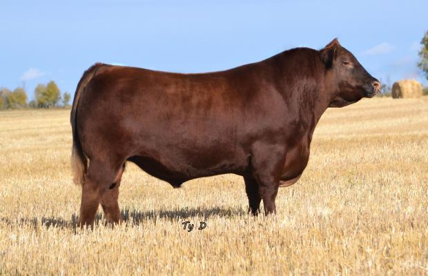 Sire - Red Wilbar Longitude 646Y