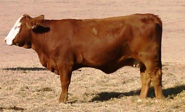 Lot 1 Dam - LHH Canela 170Y