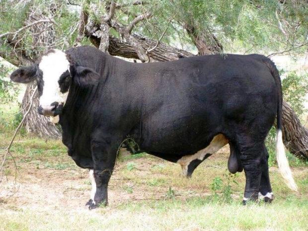 LHH Maximus, sired by A&A Black Scepter