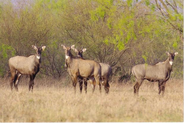 Nilgais at El Tule Ranch