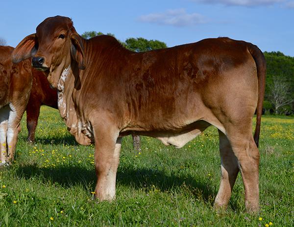 Miss WCC Donnatella, Kitty’s 2014 natural red calf. Watch for this exciting red female at the Kick Off Classic this summer!