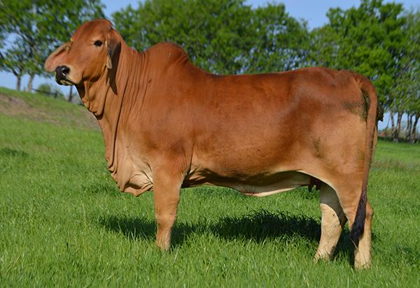 335’s first calf by JDH San Antonio and the 2014 National Champion Red Female