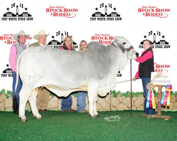 TTT MS SUVETTE MARTI 785, full sister to 885 and Ft. Worth Stock Show Grand Champion Brahman Female