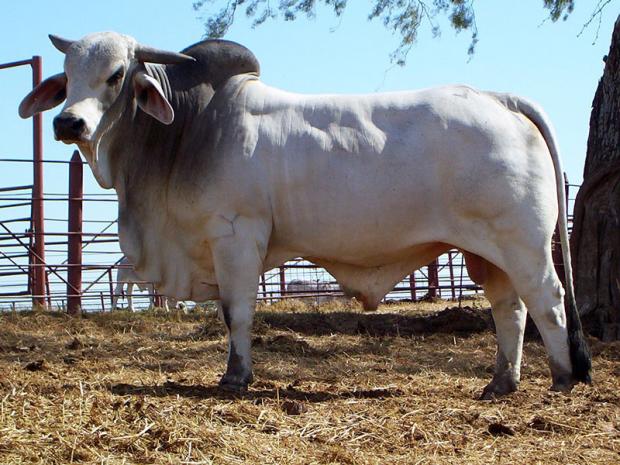 +JDH Martin Manso 879/3, one of the most influential herd sires in the world and sire of “811.”