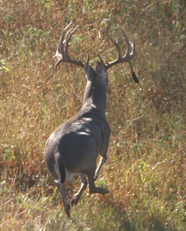 our famous DOBLE Buck