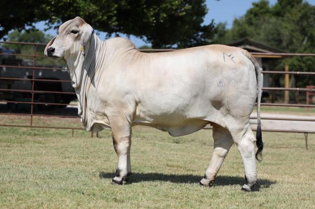 $37,000 daughter sold in 2022 Brahmans at the Camellia Sale