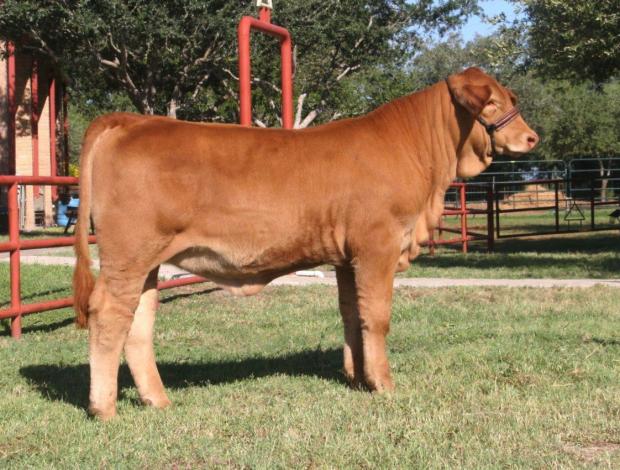 Lot 10 Dam - LMC BETM DREAMSICLE 