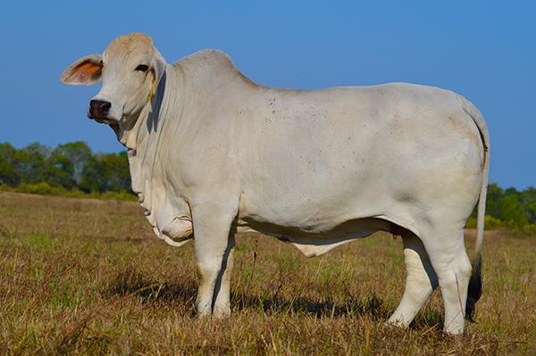 Miss Kallion 714, leading donor for our cousin Wade M Watkins and dam of “Jenny.” 