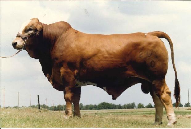 F-1 Simbrah herd bull sired by Bravo