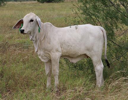 Lot 10's heifer calf - 120-4